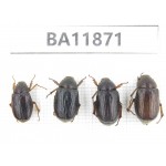 Melolonthidae sp. China, Guizhou, Qiandongnan, Rongjiang county. 4Pcs. BA11871.