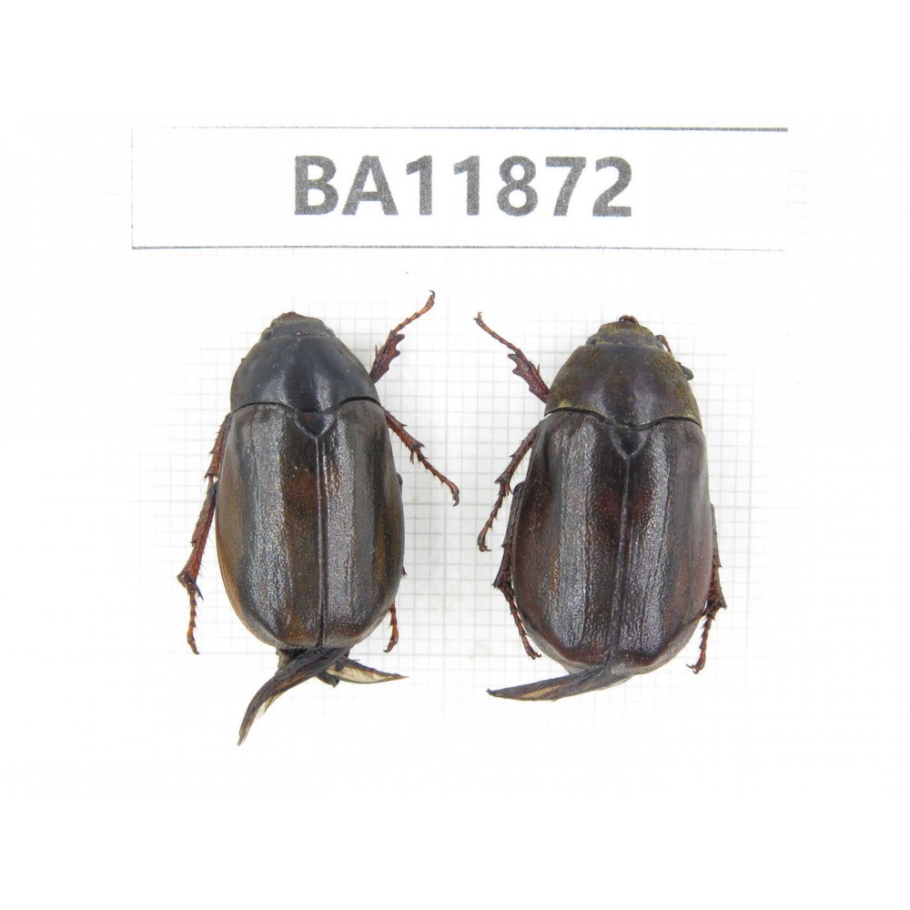Rutelidae sp. China, Guizhou, Qiandongnan, Rongjiang county. 2Pcs. BA11872.
