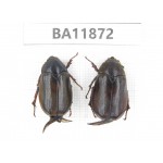 Rutelidae sp. China, Guizhou, Qiandongnan, Rongjiang county. 2Pcs. BA11872.