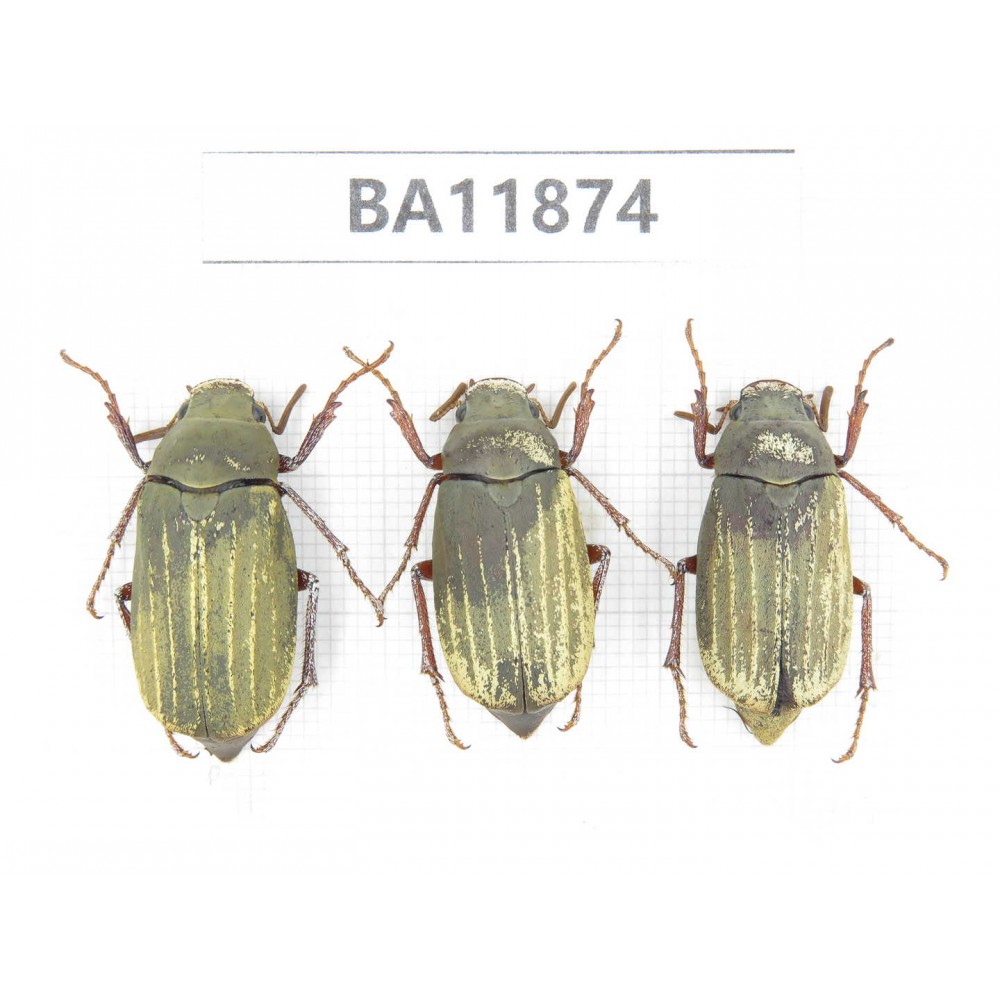 Melolonthidae sp. China, Guizhou, Qiandongnan, Rongjiang county. 3Pcs. BA11874.