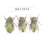 Melolonthidae sp. China, Guizhou, Qiandongnan, Rongjiang county. 3Pcs. BA11874.