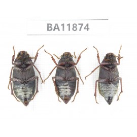 Melolonthidae sp. China, Guizhou, Qiandongnan, Rongjiang county. 3Pcs. BA11874.