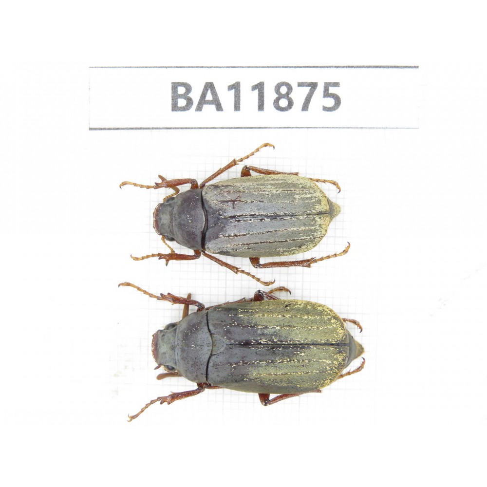 Melolonthidae sp. China, Guizhou, Qiandongnan, Rongjiang county. 2Pcs. BA11875.