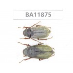 Melolonthidae sp. China, Guizhou, Qiandongnan, Rongjiang county. 2Pcs. BA11875.