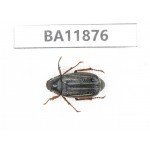 Melolonthidae sp. China, Guizhou, Qiandongnan, Rongjiang county. 1Pcs. BA11876.