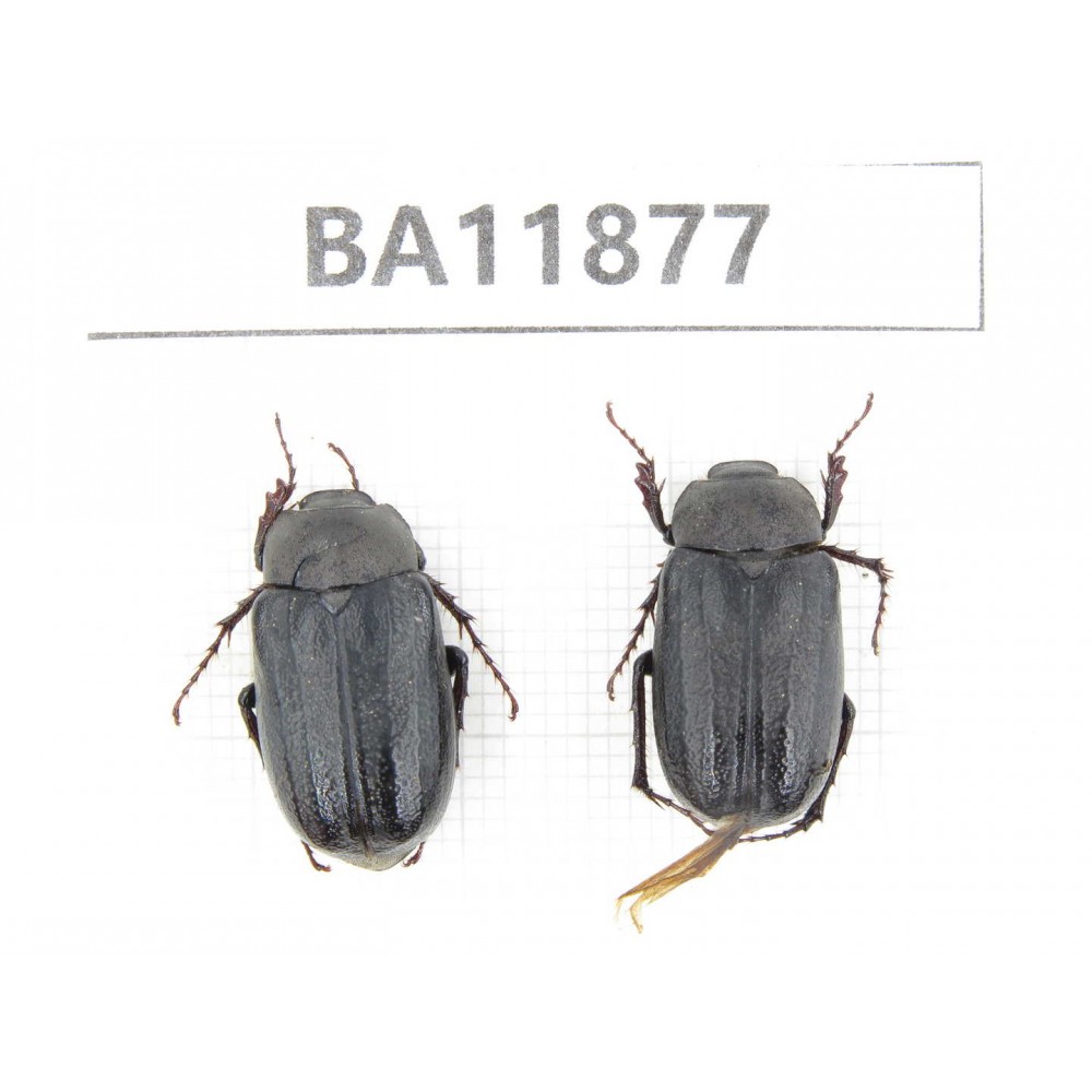Melolonthidae sp. China, Guizhou, Qiandongnan, Rongjiang county. 2Pcs. BA11877.