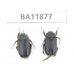 Melolonthidae sp. China, Guizhou, Qiandongnan, Rongjiang county. 2Pcs. BA11877.