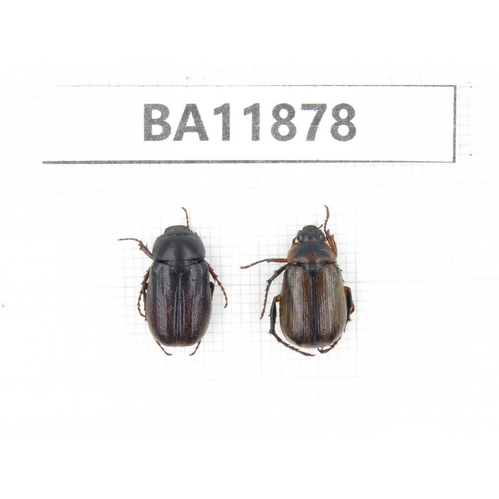 Melolonthidae sp. China, Guizhou, Qiandongnan, Rongjiang county. 2Pcs. BA11878.