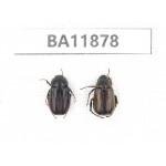 Melolonthidae sp. China, Guizhou, Qiandongnan, Rongjiang county. 2Pcs. BA11878.