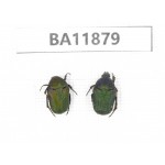Cetoniidae sp. China,  Guizhou, Qiandongnan, Rongjiang county.2Pcs. BA11879.