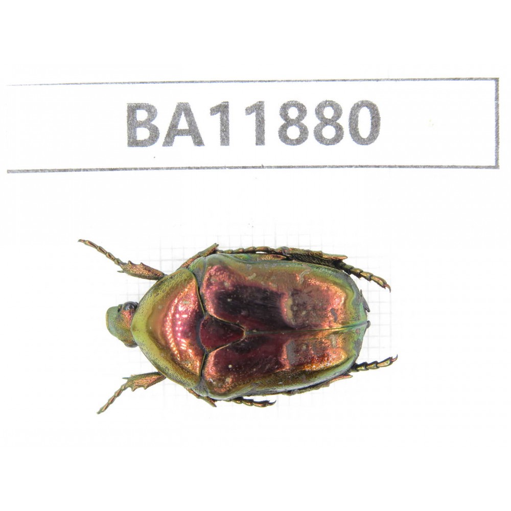 Cetoniidae sp. China,  Guizhou, Qiandongnan, Rongjiang county.1Pcs. BA11880.