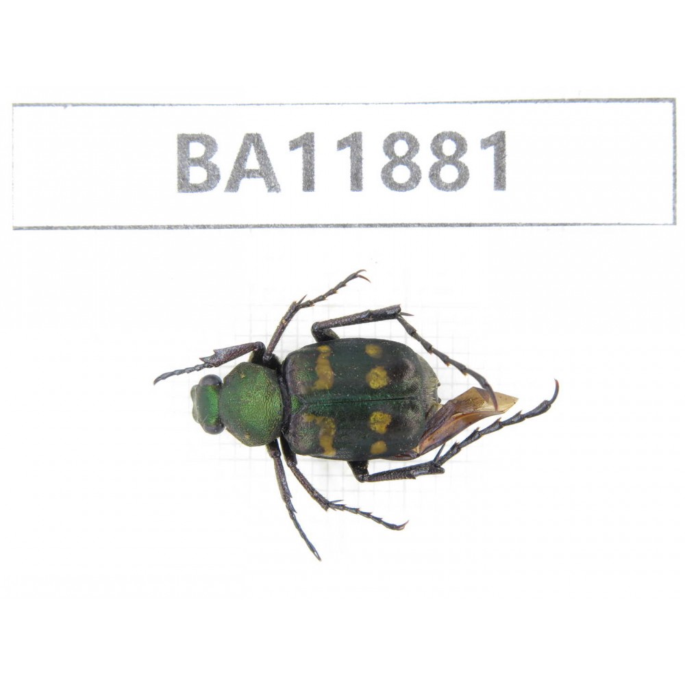 Cetoniidae sp. China,  Guizhou, Qiandongnan, Rongjiang county.1Pcs. BA11881.