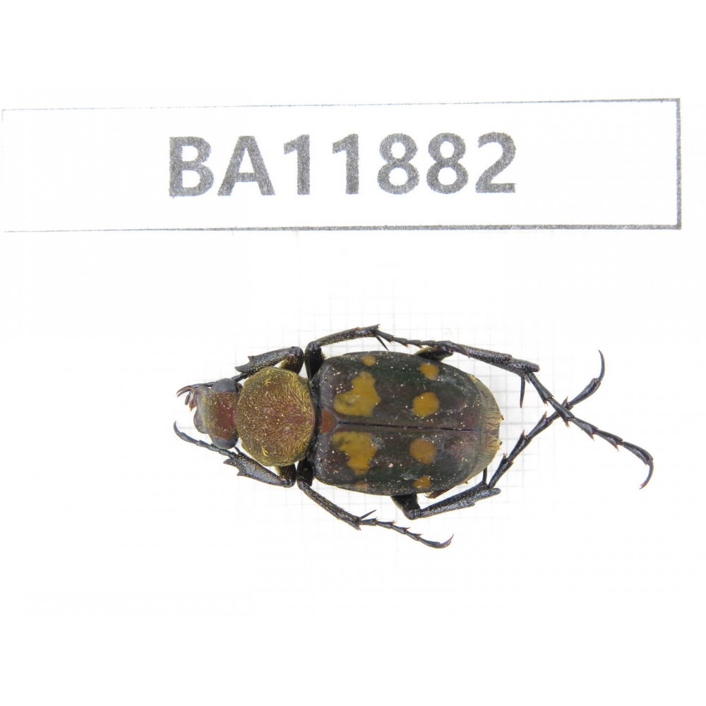 Cetoniidae sp. China,  Guizhou, Qiandongnan, Rongjiang county.1Pcs. BA11882.