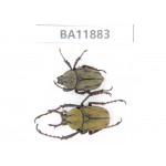 Rutelidae sp. China, Guizhou, Qiandongnan, Rongjiang county. 1P. BA11883.