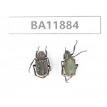Cetoniidae sp. China,  Guizhou, Qiandongnan, Rongjiang county.2Pcs. BA11884.