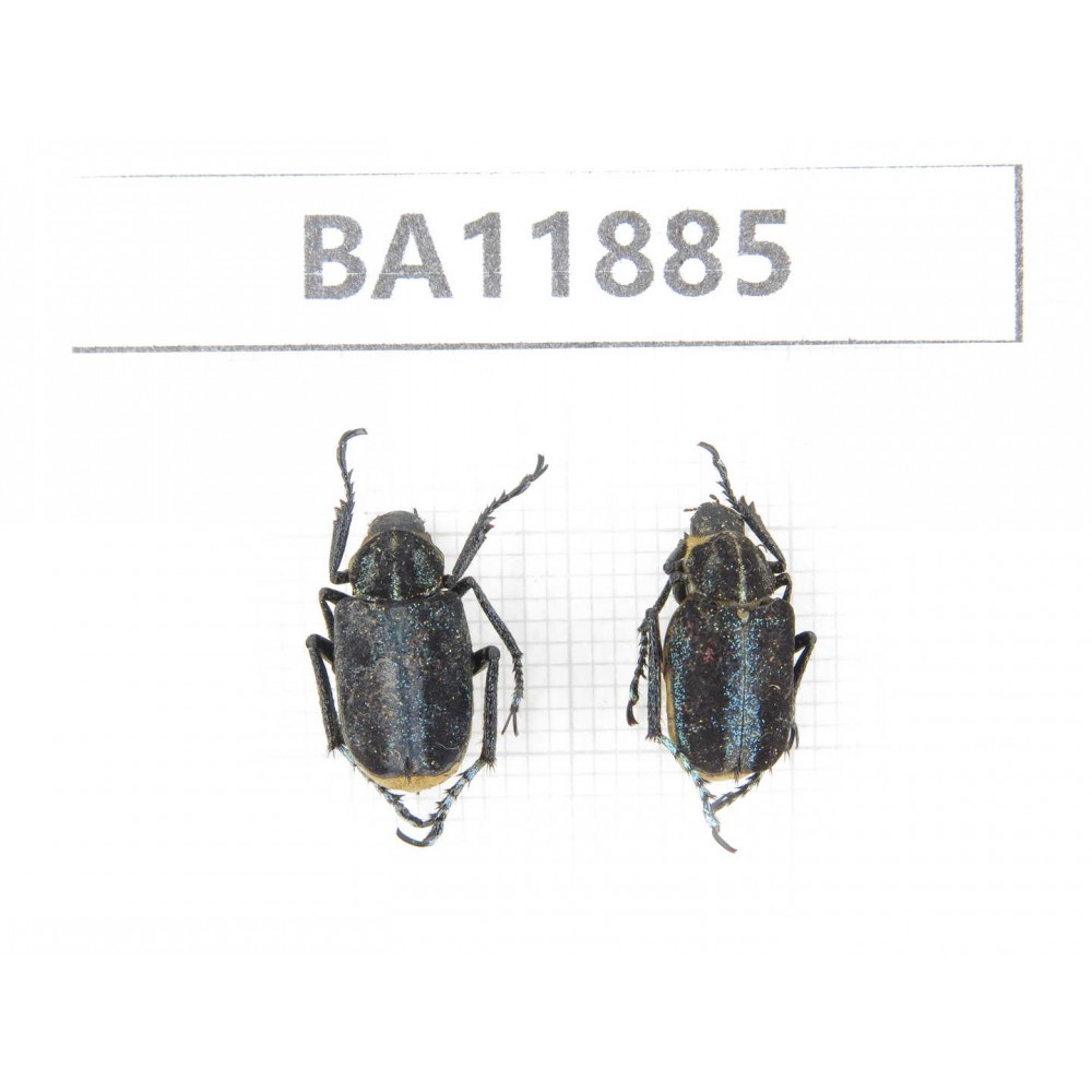 Cetoniidae sp. China,  Guizhou, Qiandongnan, Rongjiang county.2Pcs. BA11885.