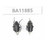 Cetoniidae sp. China,  Guizhou, Qiandongnan, Rongjiang county.2Pcs. BA11885.