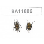 Cetoniidae sp. China,  Guizhou, Qiandongnan, Rongjiang county.2Pcs. BA11886.