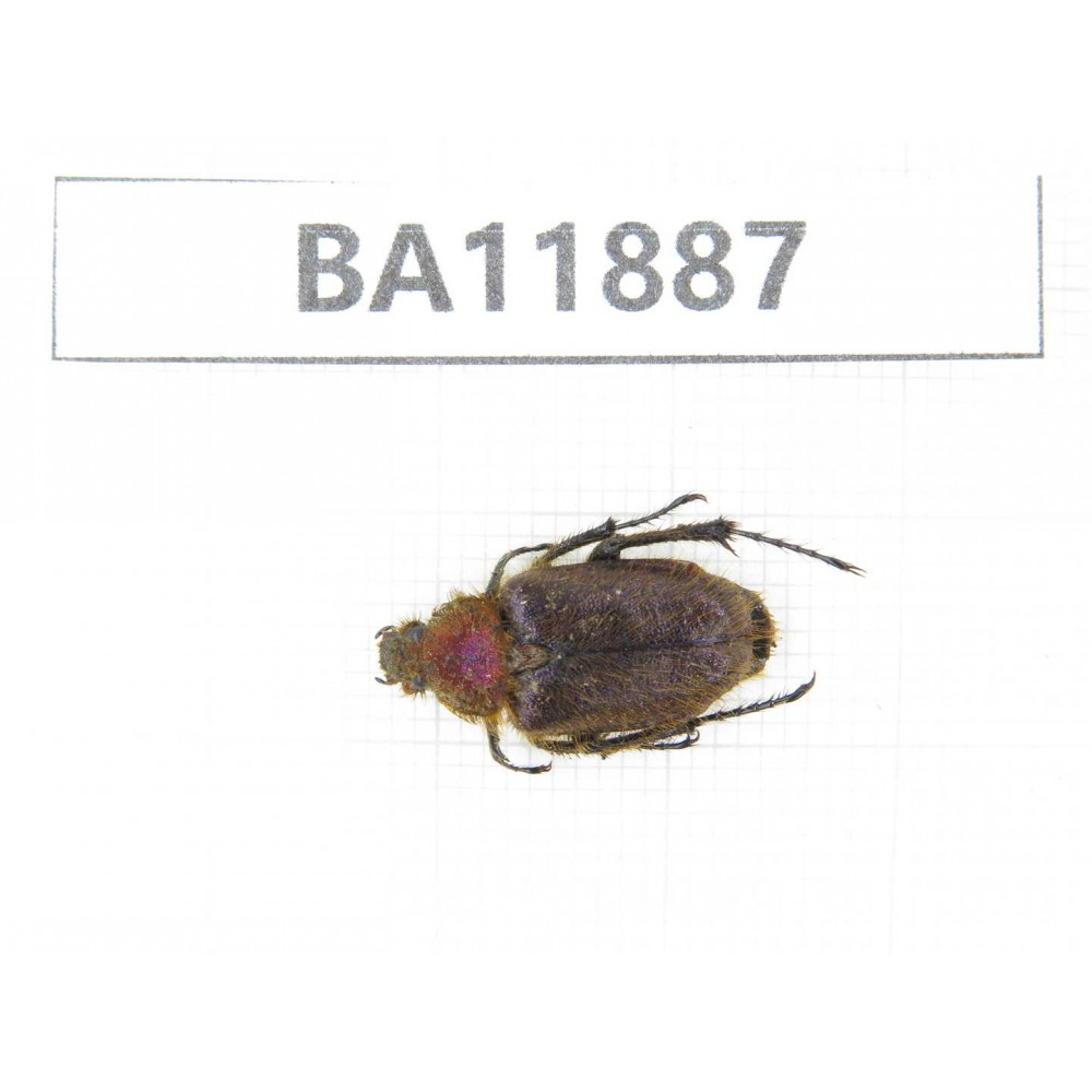 Cetoniidae sp. China,  Guizhou, Qiandongnan, Rongjiang county.1Pcs. BA11887.
