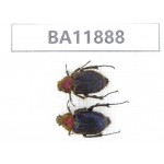 Cetoniidae sp. China,  Guizhou, Qiandongnan, Rongjiang county.2Pcs. BA11888.