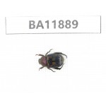 Cetoniidae sp. China,  Guizhou, Qiandongnan, Rongjiang county.1Pcs. BA11889.
