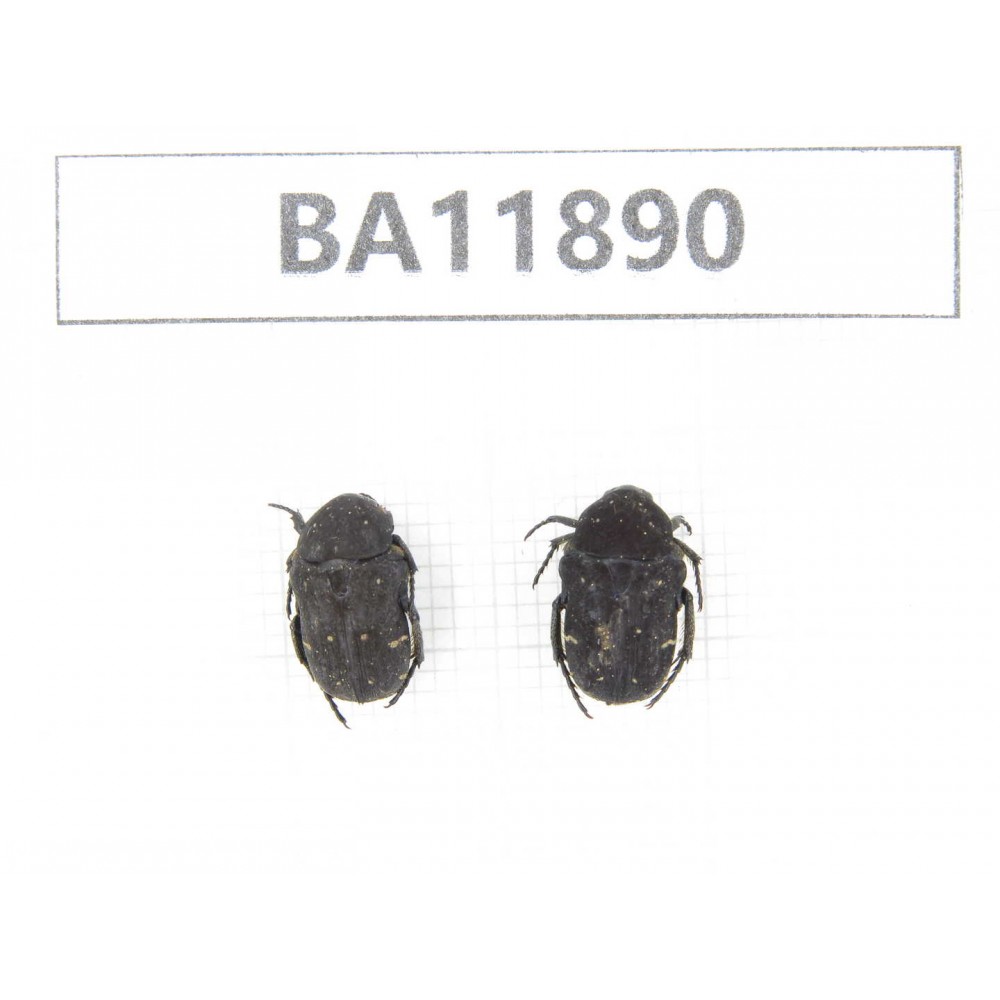Cetoniidae sp. China,  Guizhou, Qiandongnan, Rongjiang county.2Pcs. BA11890.