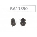 Cetoniidae sp. China,  Guizhou, Qiandongnan, Rongjiang county.2Pcs. BA11890.