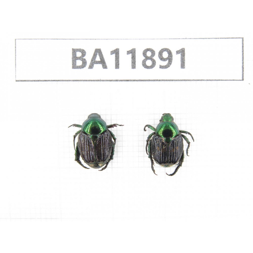 Cetoniidae sp. China,  Guizhou, Qiandongnan, Rongjiang county.2Pcs. BA11891.