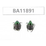 Cetoniidae sp. China,  Guizhou, Qiandongnan, Rongjiang county.2Pcs. BA11891.