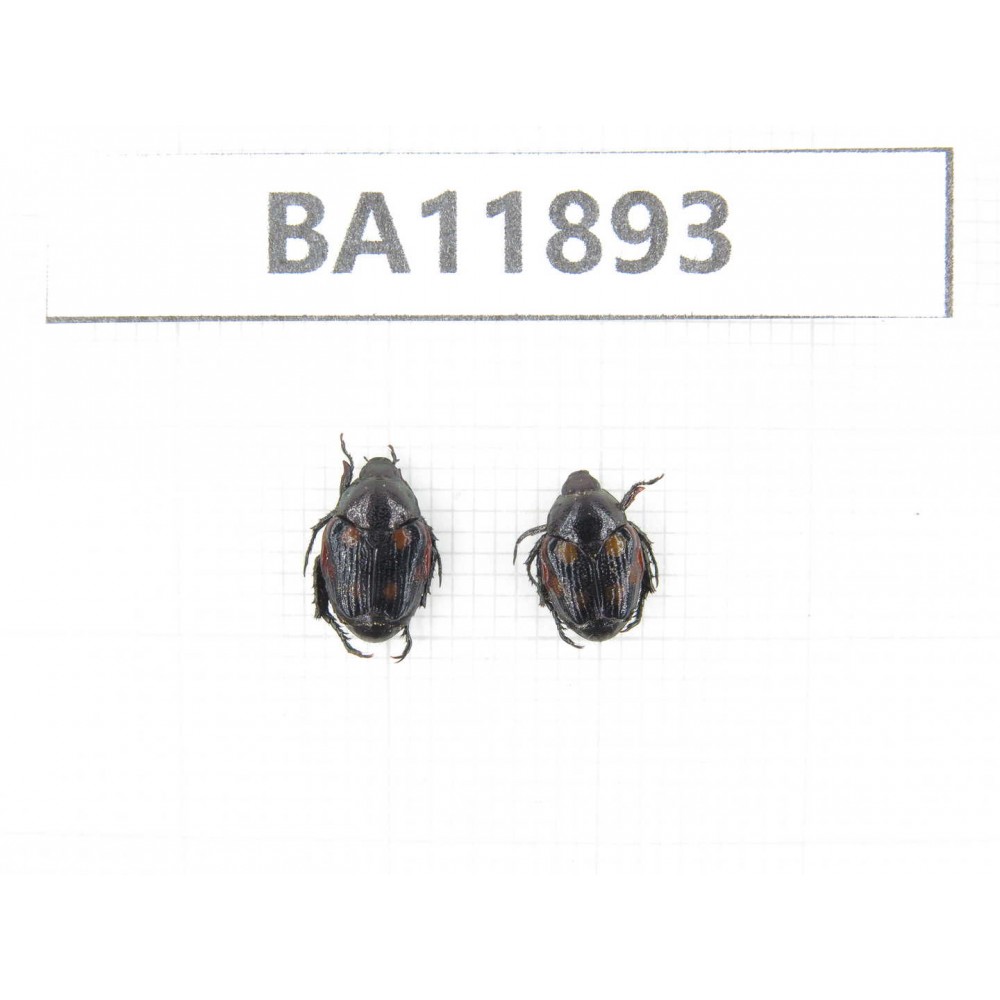 Cetoniidae sp. China,  Guizhou, Qiandongnan, Rongjiang county.2Pcs. BA11893.