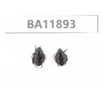 Cetoniidae sp. China,  Guizhou, Qiandongnan, Rongjiang county.2Pcs. BA11893.