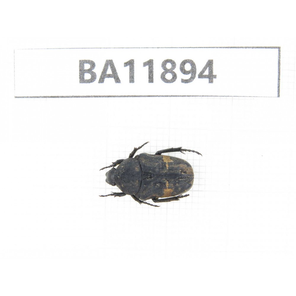 Cetoniidae sp. China,  Guizhou, Qiandongnan, Rongjiang county.1Pcs. BA11894.