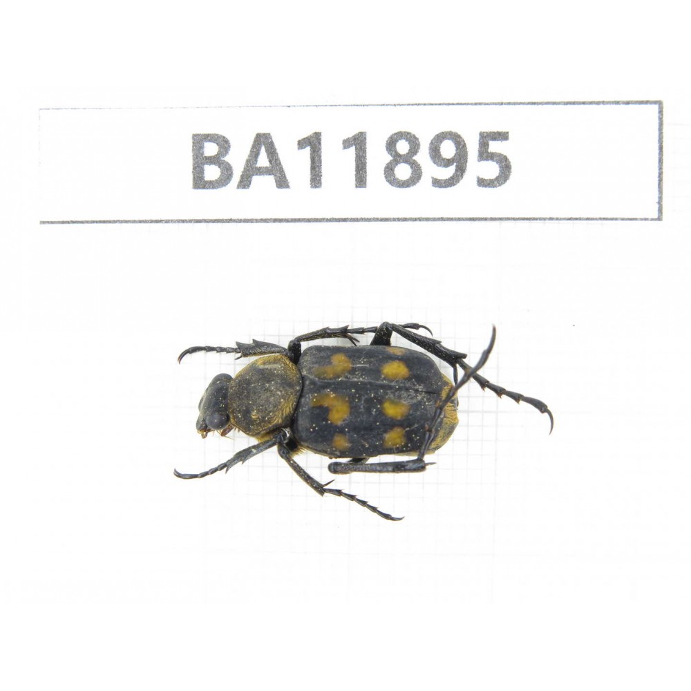 Cetoniidae sp. China,  Guizhou, Qiandongnan, Rongjiang county.1Pcs. BA11895.