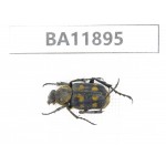 Cetoniidae sp. China,  Guizhou, Qiandongnan, Rongjiang county.1Pcs. BA11895.