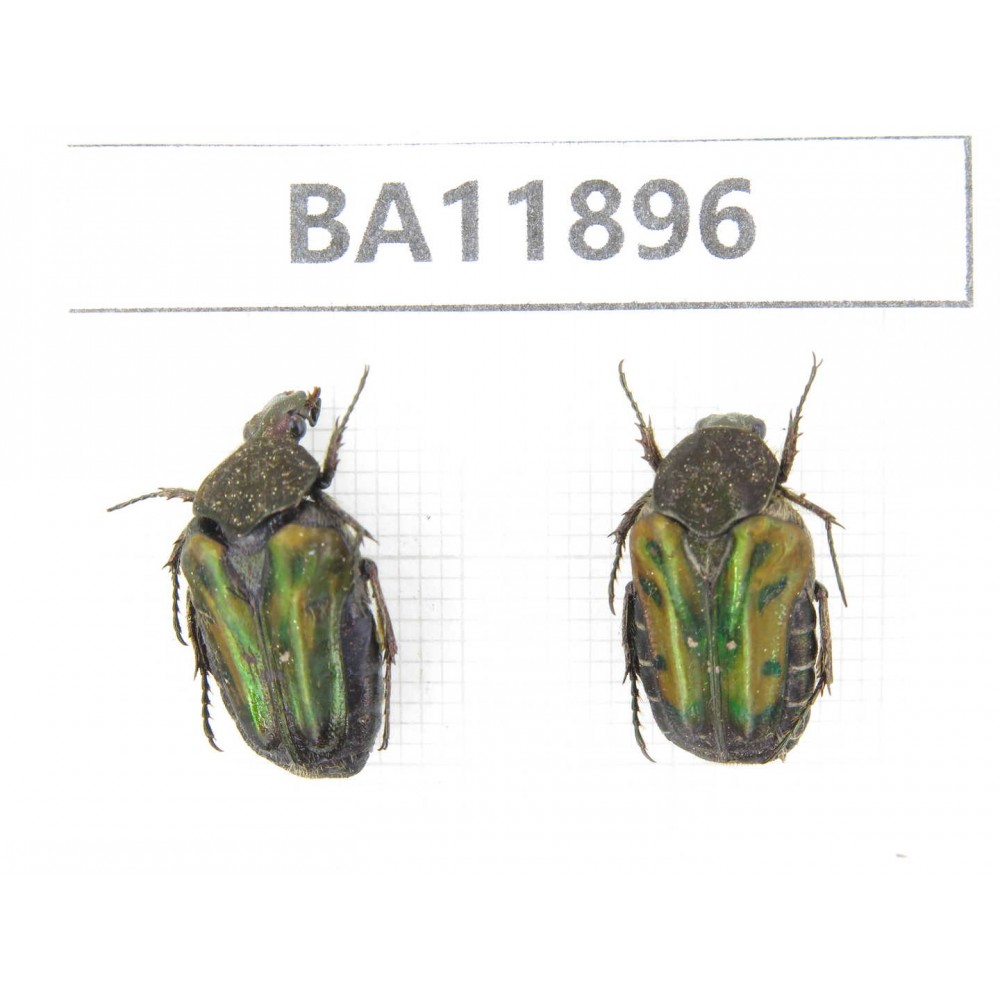 Cetoniidae sp. China,  Guizhou, Qiandongnan, Rongjiang county.2Pcs. BA11896.