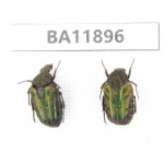 Cetoniidae sp. China,  Guizhou, Qiandongnan, Rongjiang county.2Pcs. BA11896.