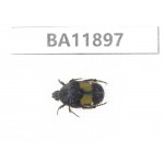 Cetoniidae sp. China,  Guizhou, Qiandongnan, Rongjiang county.1Pcs. BA11897.
