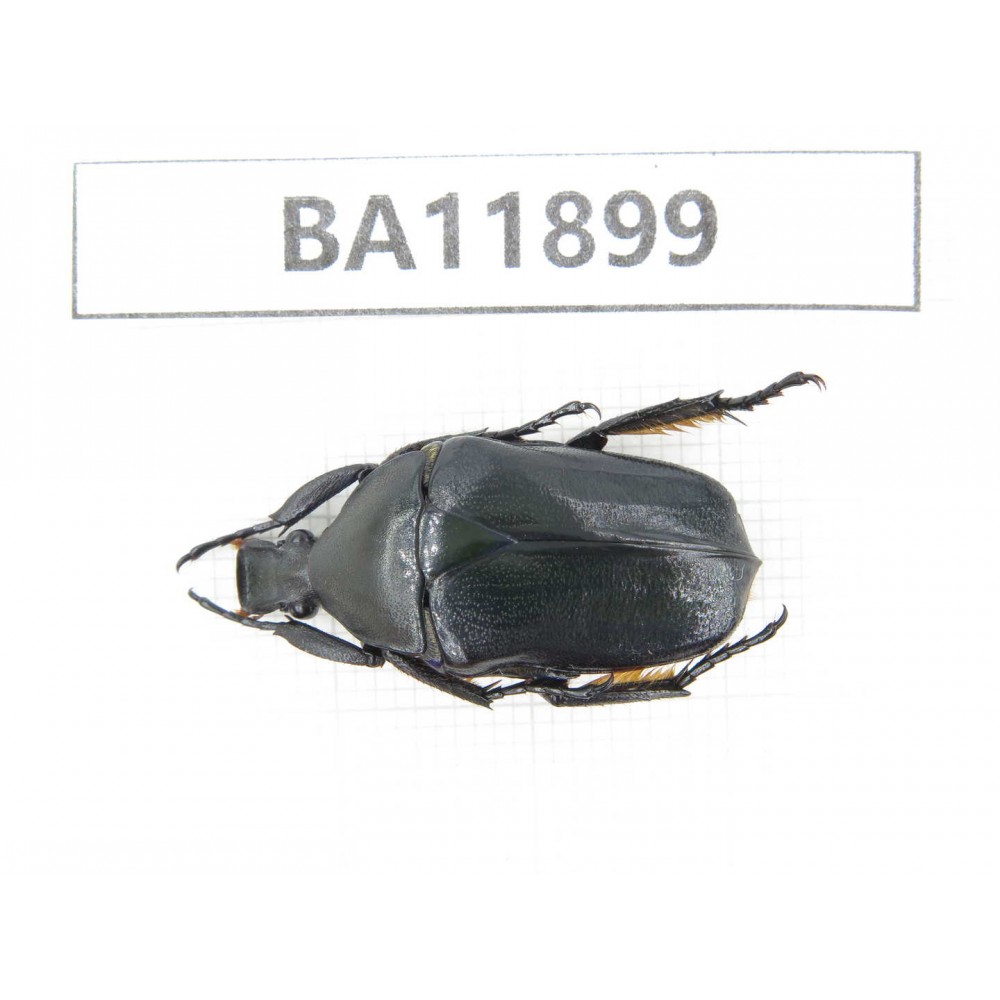 Cetoniidae sp. China,  Guizhou, Qiandongnan, Rongjiang county.1Pcs. BA11899.