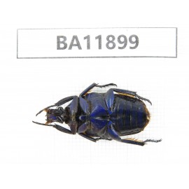 Cetoniidae sp. China,  Guizhou, Qiandongnan, Rongjiang county.1Pcs. BA11899.
