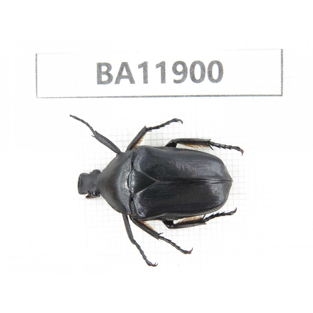 Cetoniidae sp. China,  Guizhou, Qiandongnan, Rongjiang county.1Pcs. BA11900.