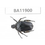 Cetoniidae sp. China,  Guizhou, Qiandongnan, Rongjiang county.1Pcs. BA11900.