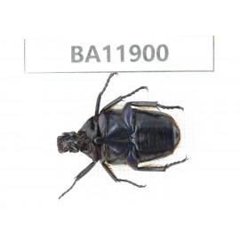 Cetoniidae sp. China,  Guizhou, Qiandongnan, Rongjiang county.1Pcs. BA11900.