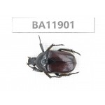 Cetoniidae sp. China,  Guizhou, Qiandongnan, Rongjiang county.1Pcs. BA11901.