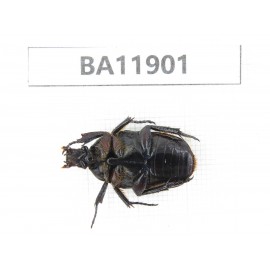 Cetoniidae sp. China,  Guizhou, Qiandongnan, Rongjiang county.1Pcs. BA11901.