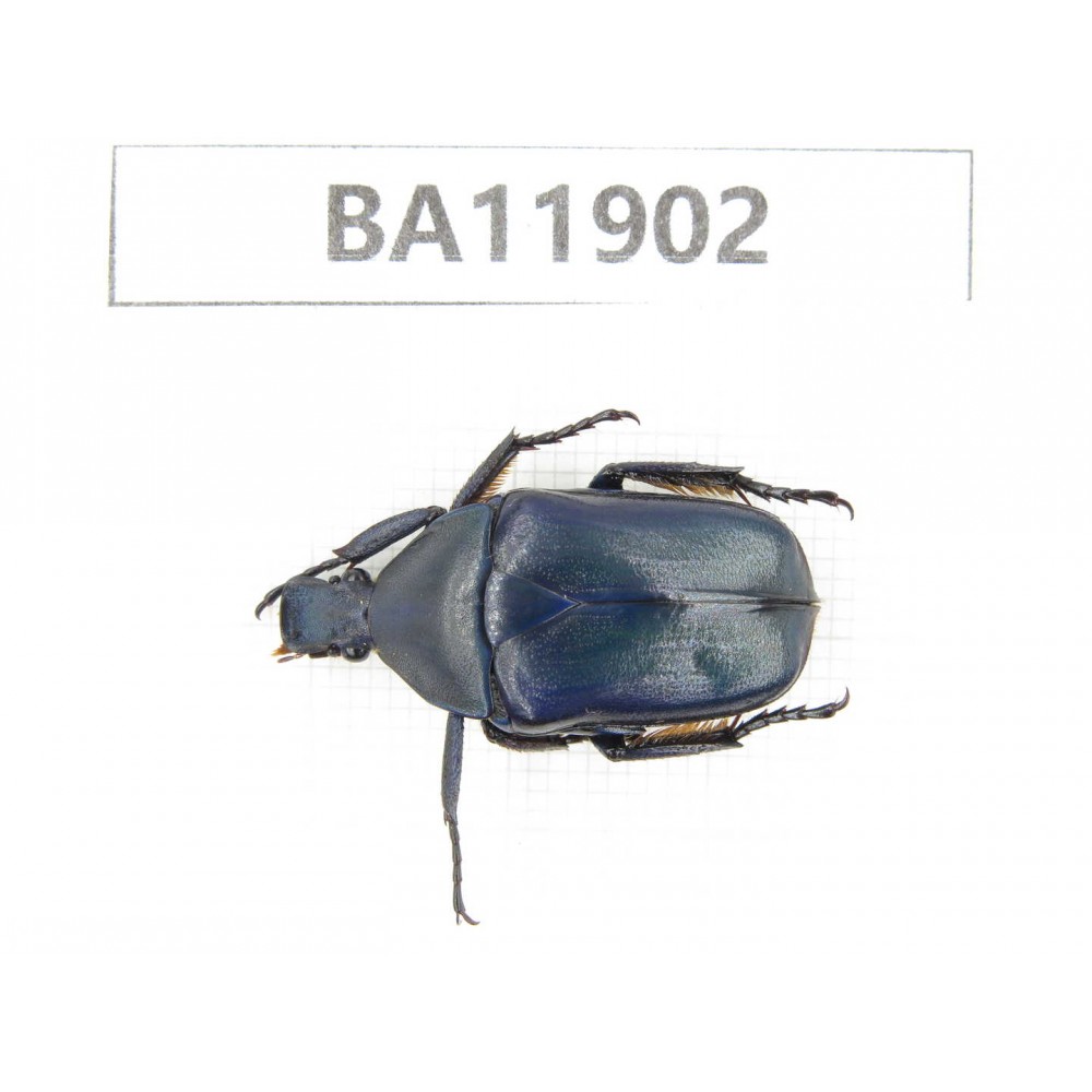 Cetoniidae sp. China,  Guizhou, Qiandongnan, Rongjiang county.1Pcs. BA11902.