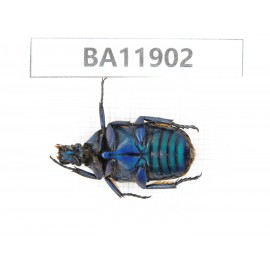 Cetoniidae sp. China,  Guizhou, Qiandongnan, Rongjiang county.1Pcs. BA11902.