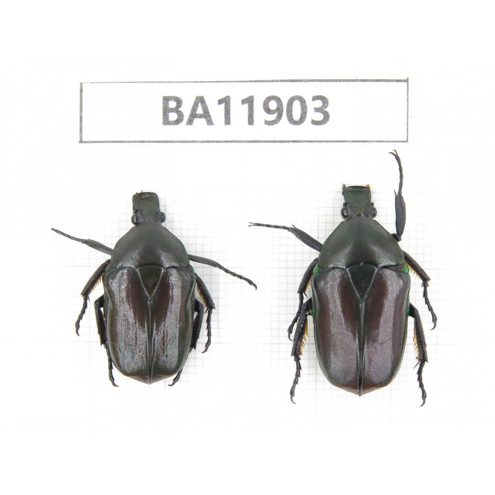 Cetoniidae sp. China,  Guizhou, Qiandongnan, Rongjiang county.2Pcs. BA11903.