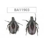 Cetoniidae sp. China,  Guizhou, Qiandongnan, Rongjiang county.2Pcs. BA11903.