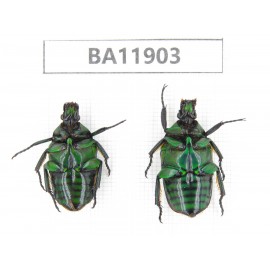 Cetoniidae sp. China,  Guizhou, Qiandongnan, Rongjiang county.2Pcs. BA11903.