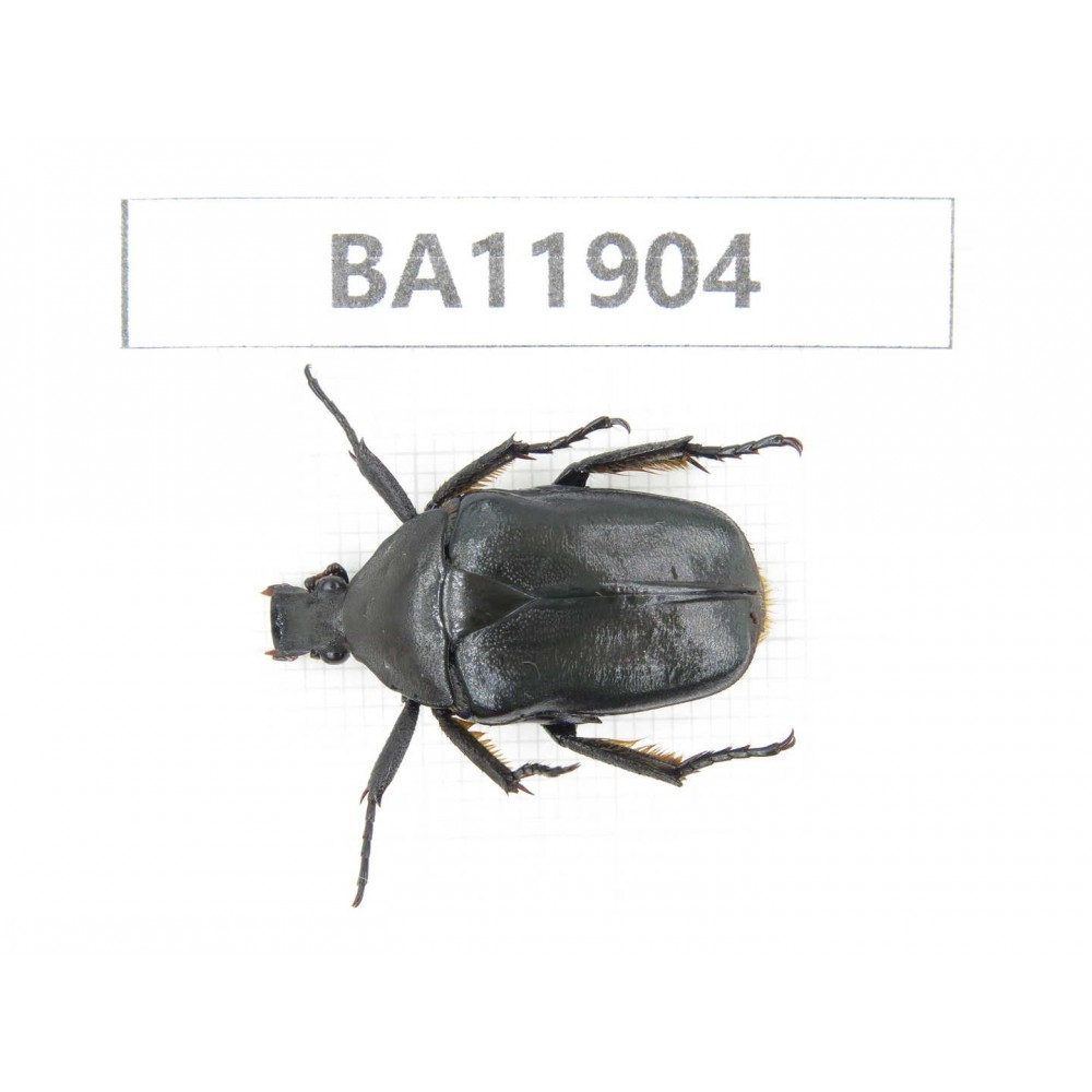 Cetoniidae sp. China,  Guizhou, Qiandongnan, Rongjiang county.1Pcs. BA11904.
